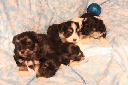 havanese-puppies